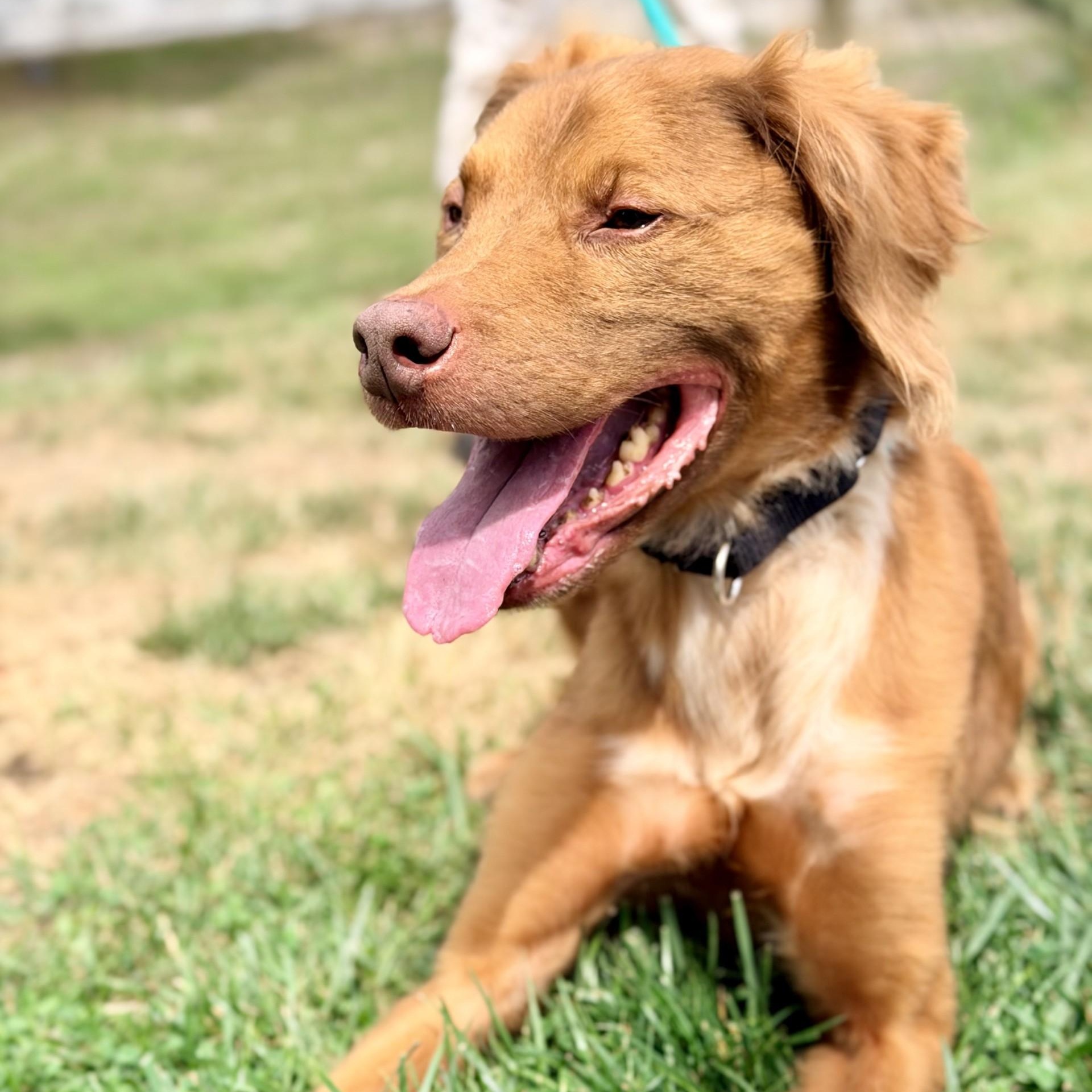 Enlarge Hero, a ADOPTABLE mixed breed in Manahawkin, NJ image 1/3