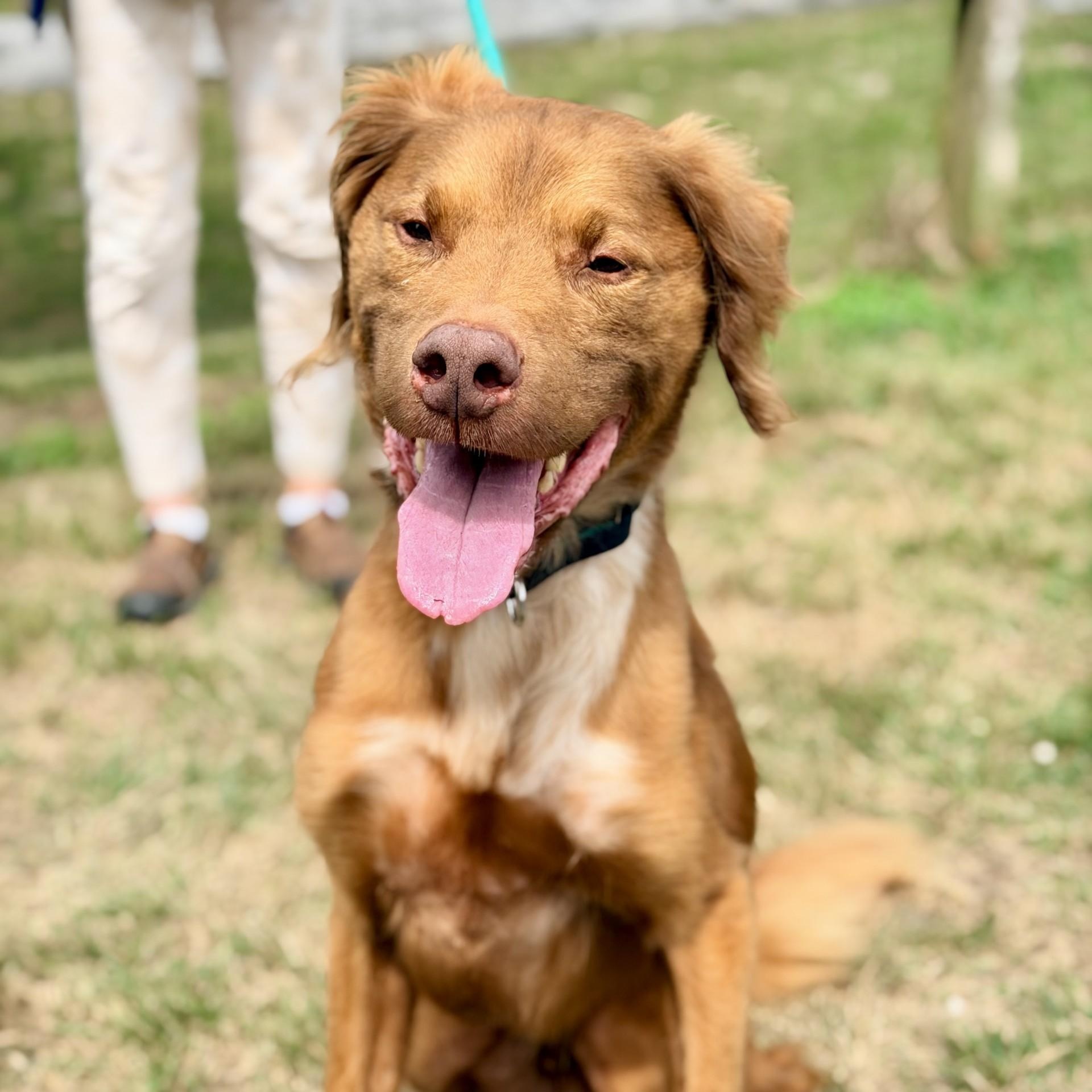 Enlarge Hero, a ADOPTABLE mixed breed in Manahawkin, NJ image 2/3