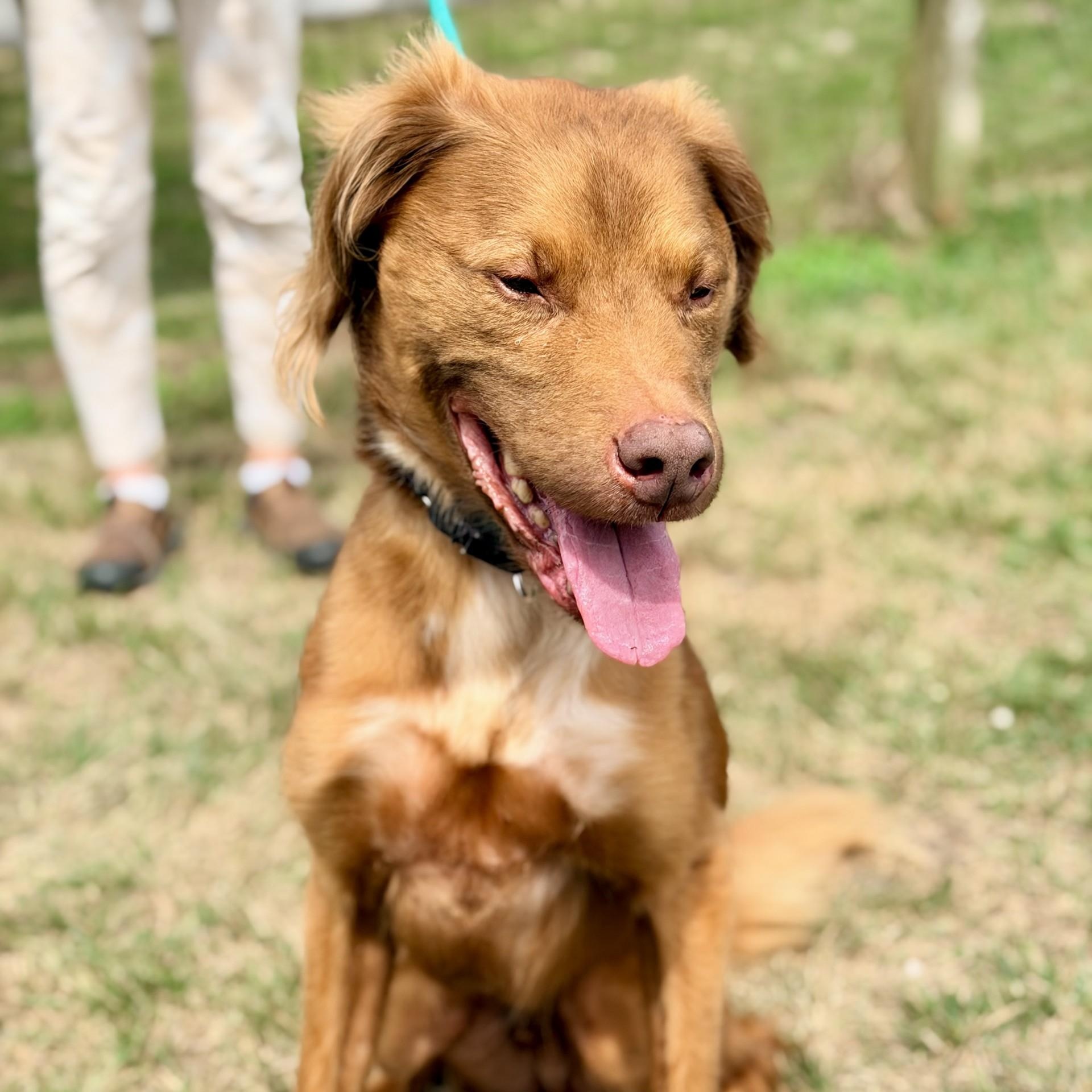 Enlarge Hero, a ADOPTABLE mixed breed in Manahawkin, NJ image 3/3