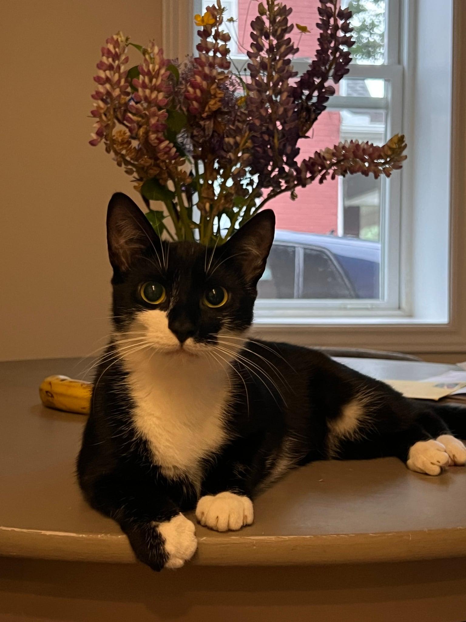 Enlarge Hestia, a ADOPTABLE Tuxedo in Ashton, ON image 1/1