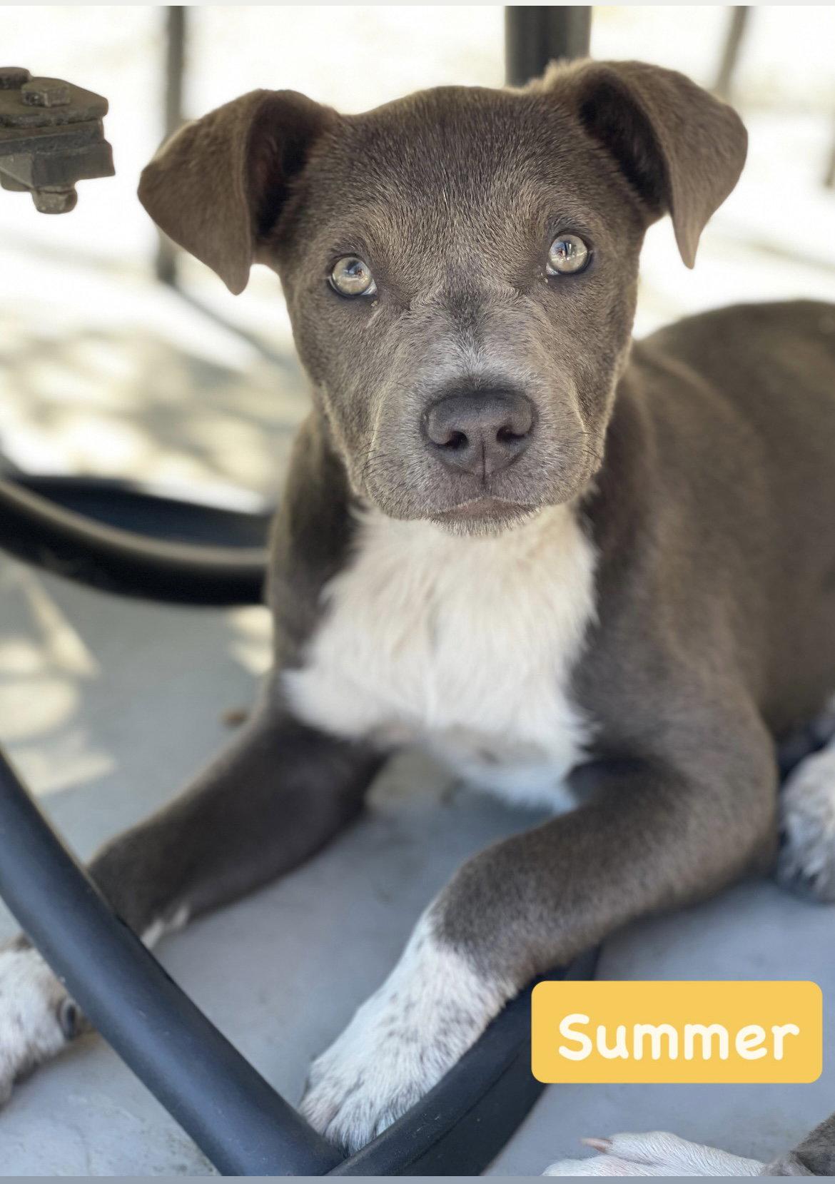 Enlarge Summer, a Adopted American Staffordshire Terrier in San Diego, CA image 1/1