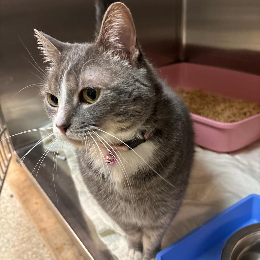 Ellie Mae, a Adoptable Domestic Short Hair in Hopewell, VA image 1/4