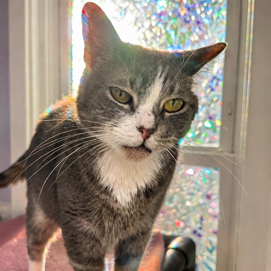 Enlarge Ellie Mae, a Adoptable Domestic Short Hair in Hopewell, VA image 2/5