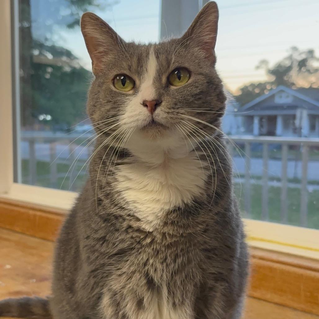 Ellie Mae, a Adoptable Domestic Short Hair in Hopewell, VA image 2/4