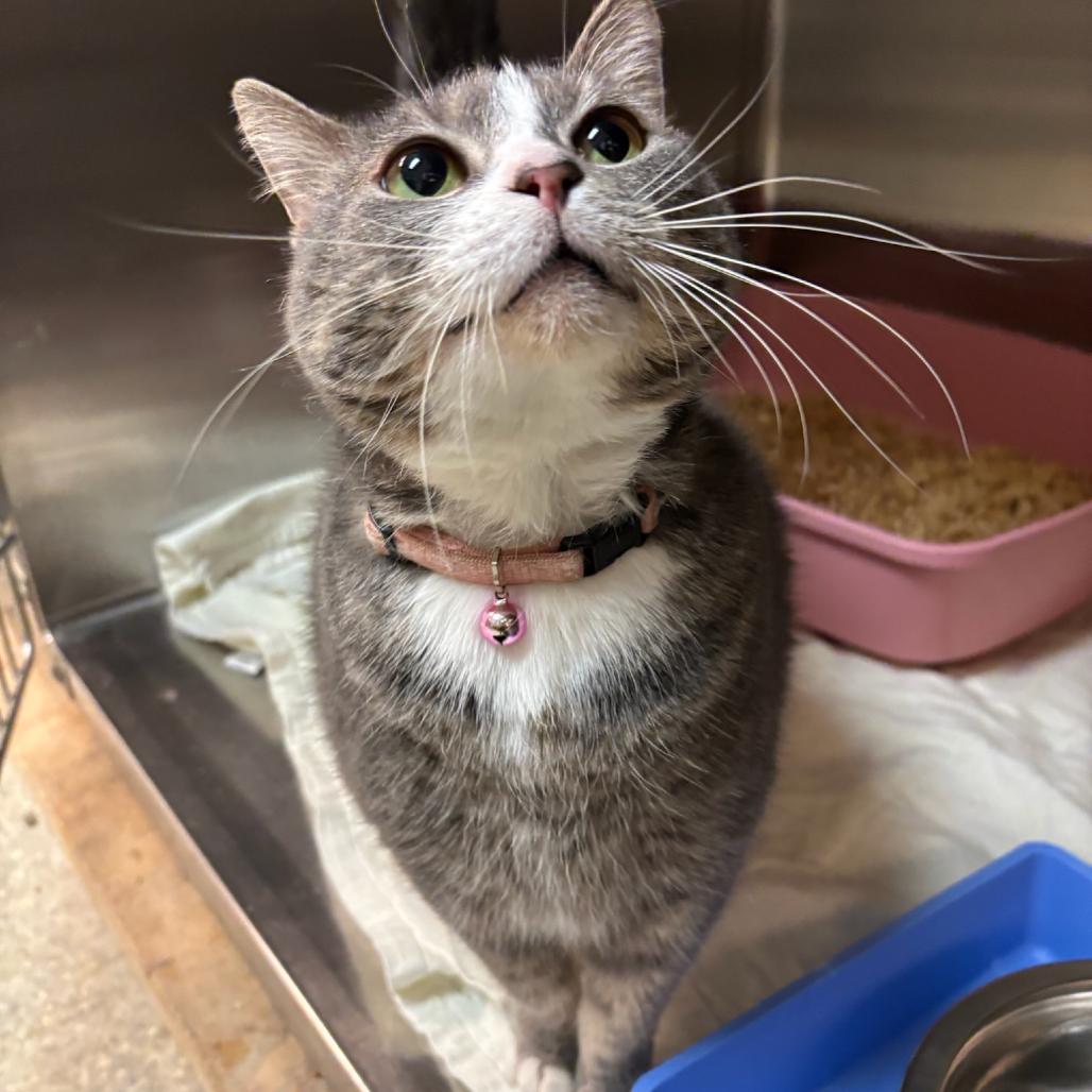 Ellie Mae, a Adoptable Domestic Short Hair in Hopewell, VA image 3/4