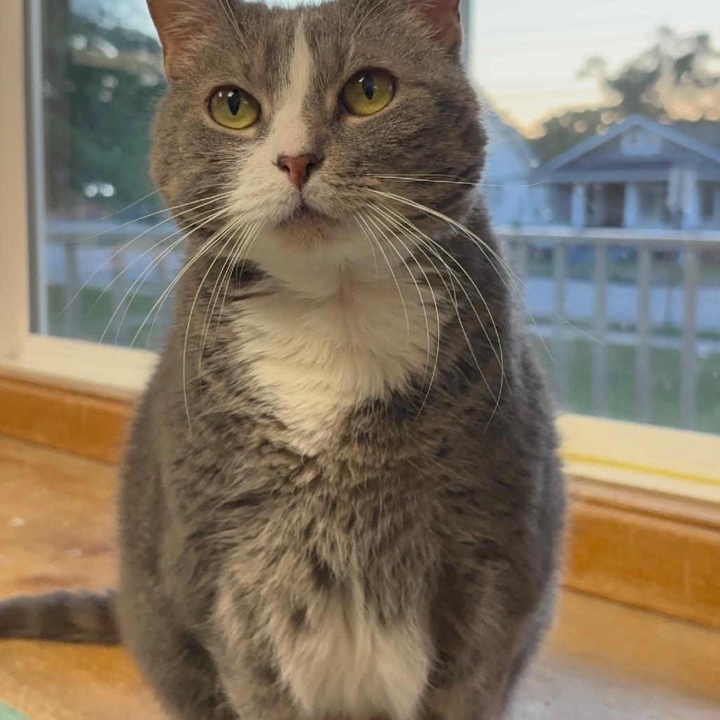 Ellie Mae, a Adoptable Domestic Short Hair in Hopewell, VA image 4/4