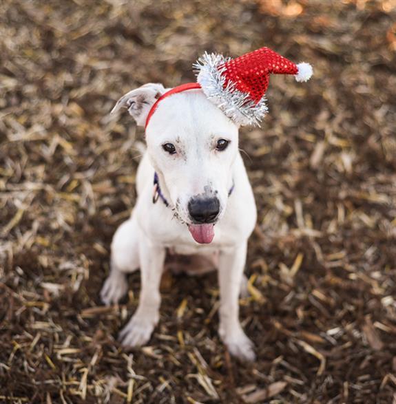 VANILLA POP, Adoptable, Adult Female Labrador Retriever & Mixed Breed.