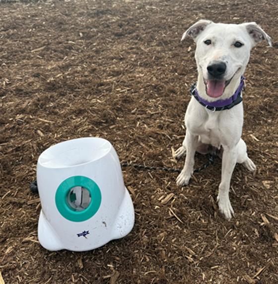 VANILLA POP, Adoptable, Adult Female Labrador Retriever & Mixed Breed.