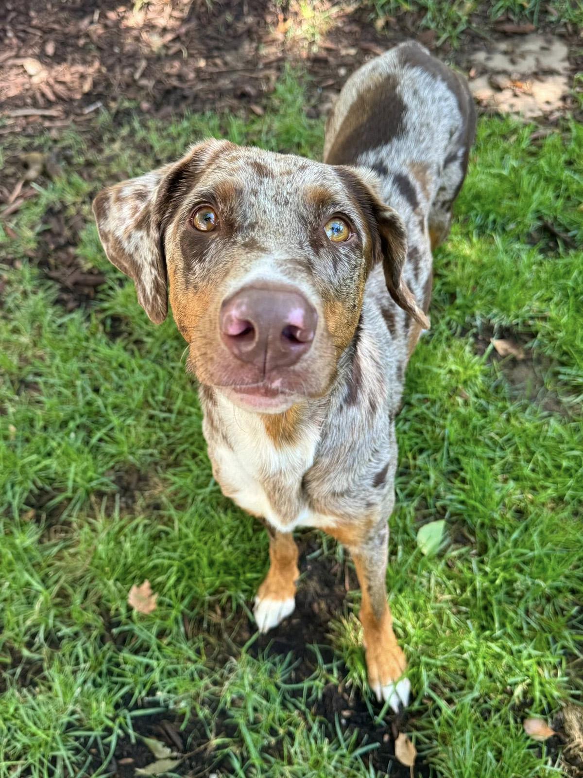 Ruby Tuesday, a Adoptable mixed breed in Albuquerque, NM image 2/4