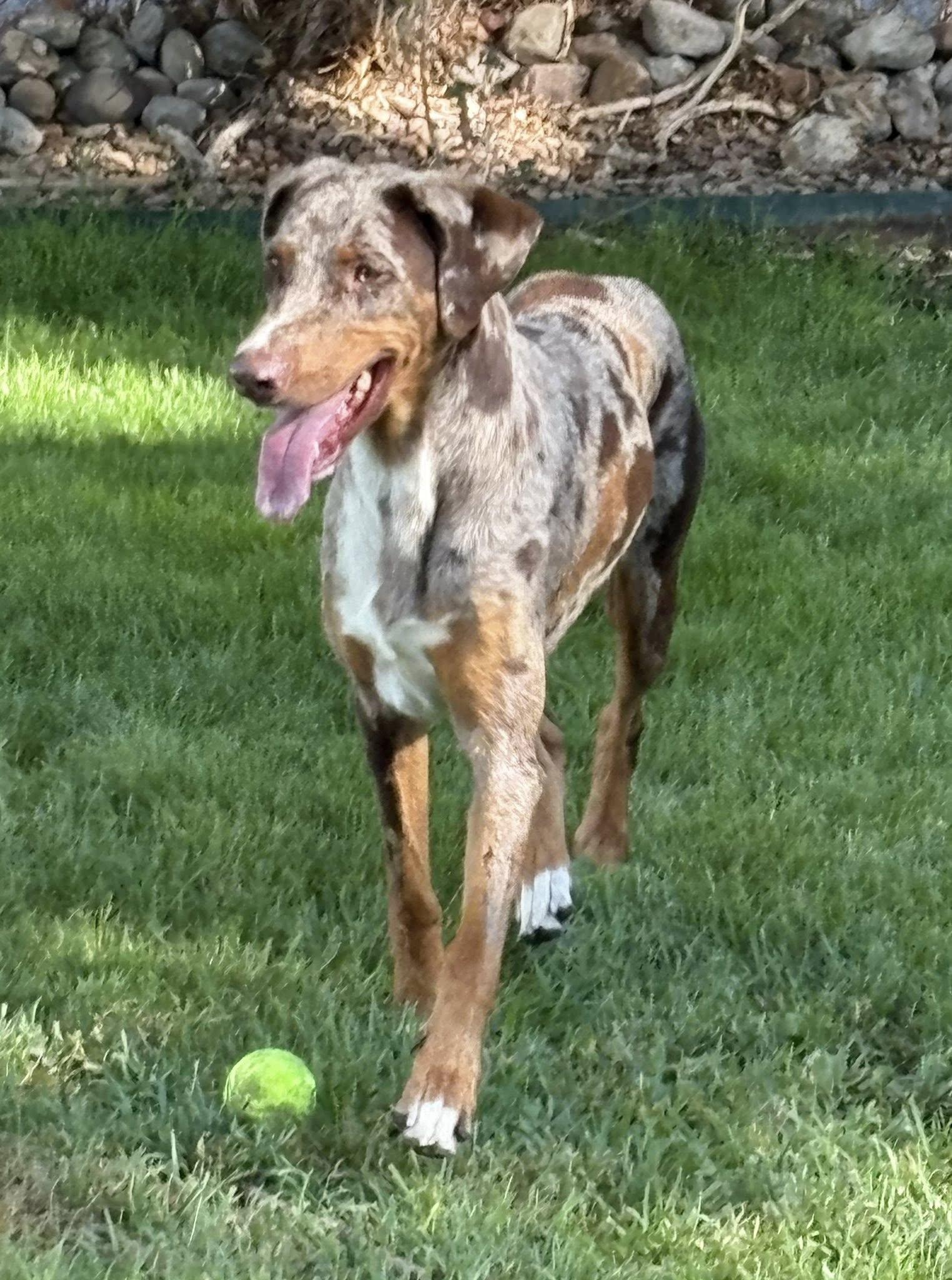 Ruby Tuesday, a Adoptable mixed breed in Albuquerque, NM image 3/4