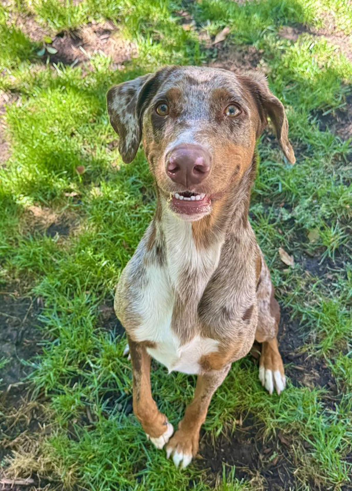 Ruby Tuesday, a Adoptable mixed breed in Albuquerque, NM image 4/4