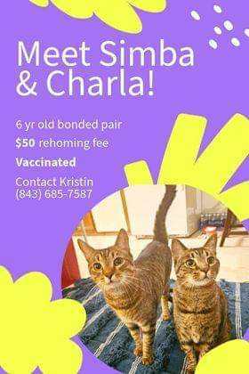 Enlarge Simba and charla, a Adopted Tabby in Charlotte, NC image 1/1