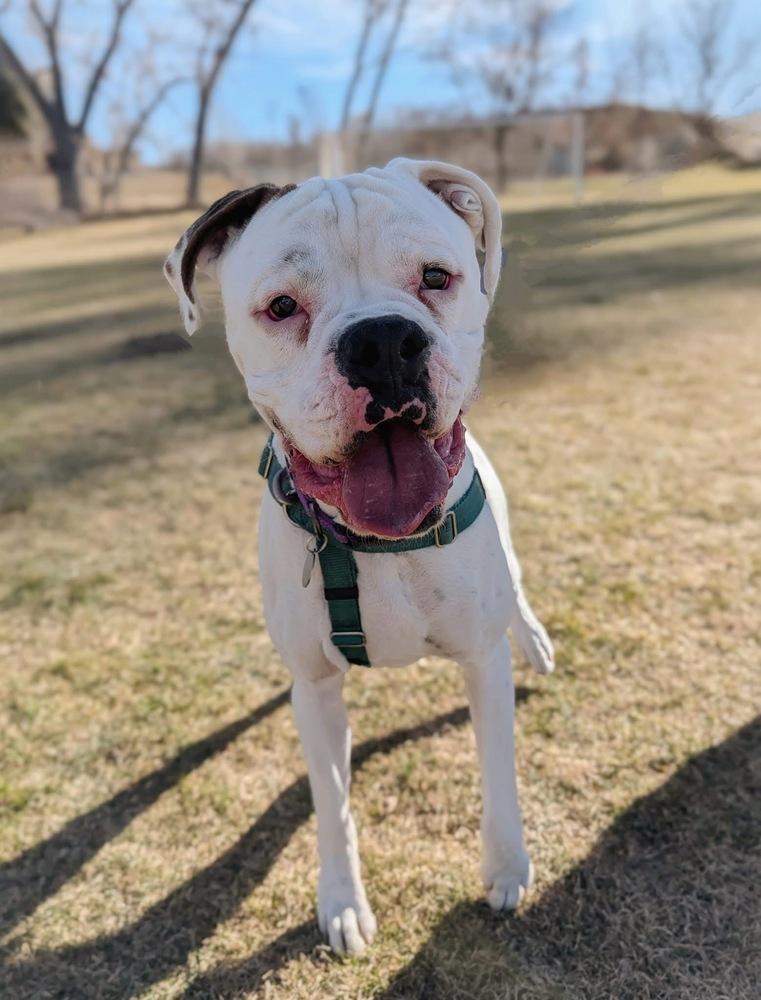 Enlarge Archie, a Adoptable Boxer in Denver, CO image 1/6