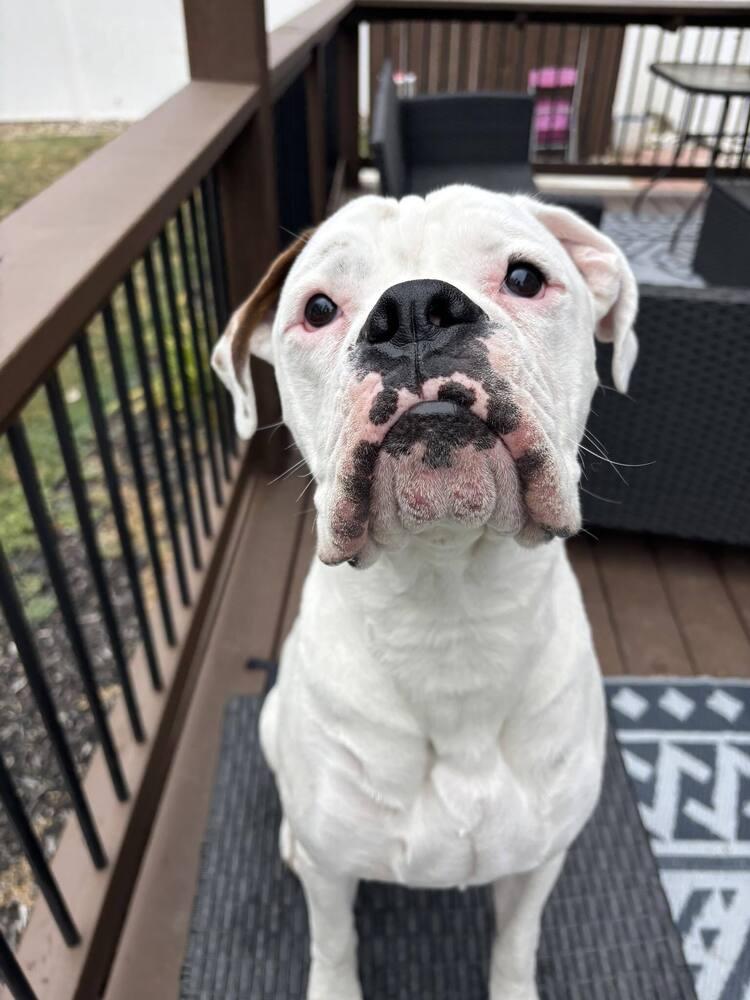 Archie, a Adoptable Boxer in Denver, CO image 2/4
