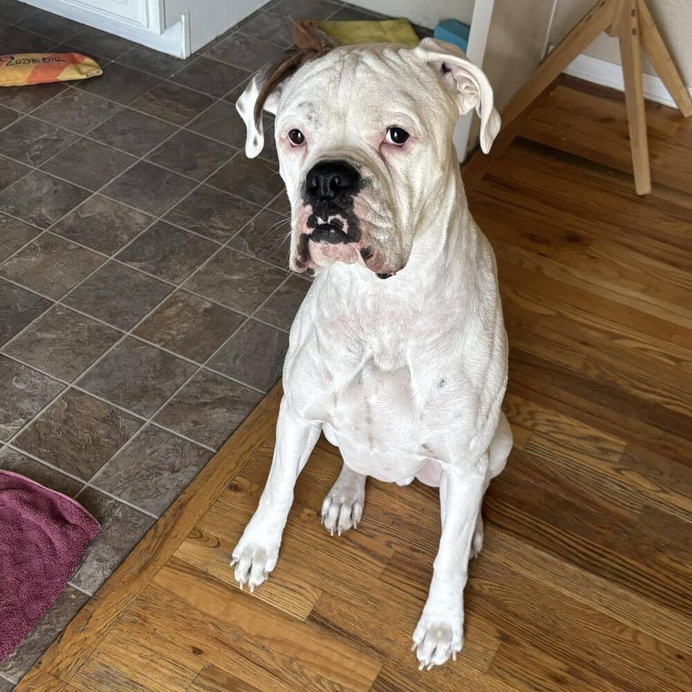 Archie, a Adoptable Boxer in Denver, CO image 3/4