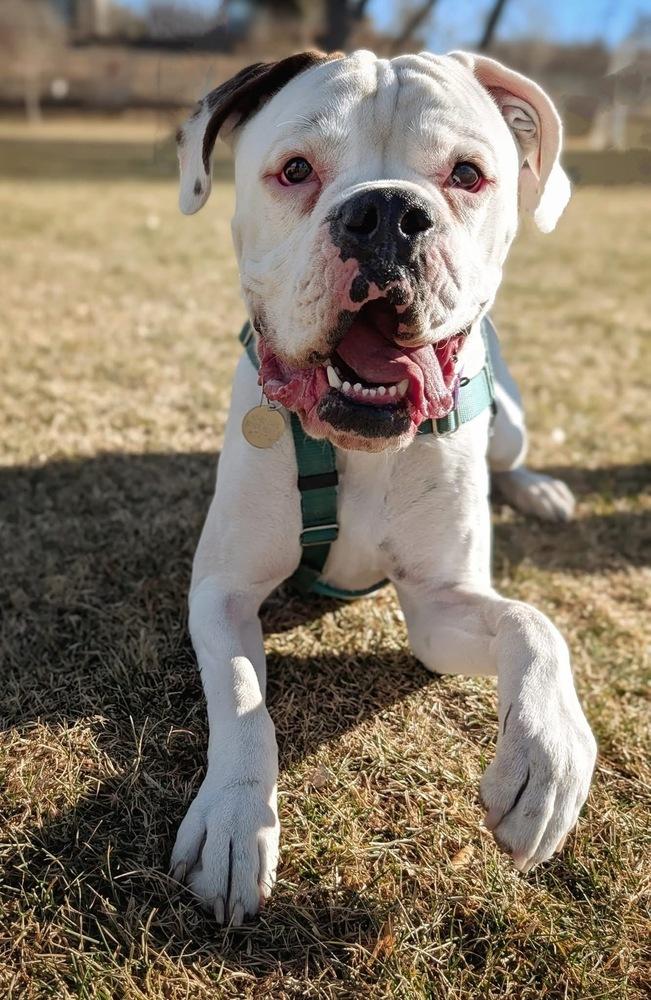 Enlarge Archie, a Adoptable Boxer in Denver, CO image 6/6