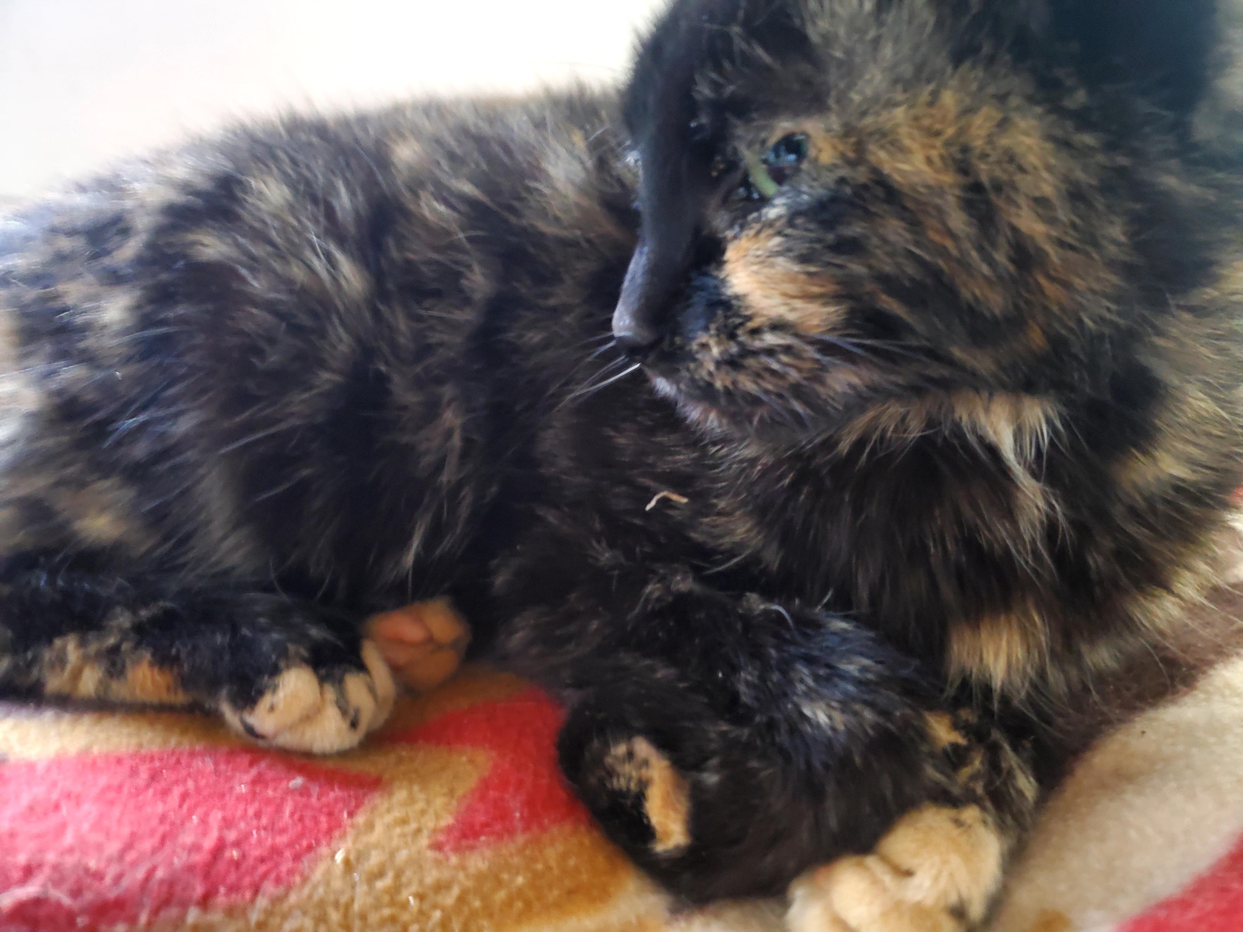 Amber, Adoptable, Young Female Tortoiseshell.