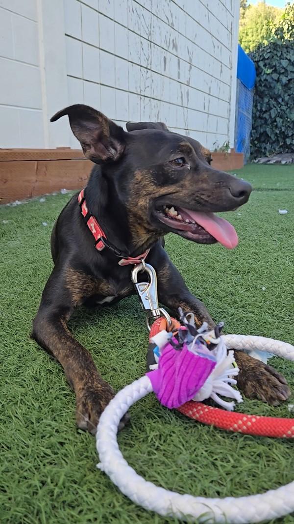 Enlarge Lil Man, a Adoptable mixed breed in Vallejo, CA image 1/6