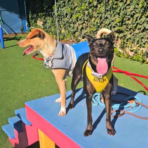 Enlarge Lil Man, a Adoptable mixed breed in Vallejo, CA image 3/6