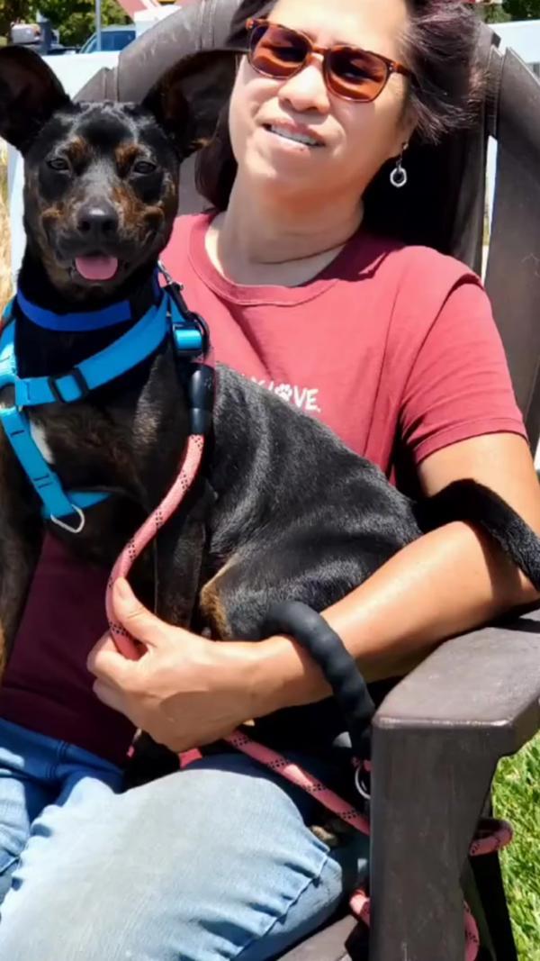 Enlarge Lil Man, a Adoptable mixed breed in Vallejo, CA image 5/6