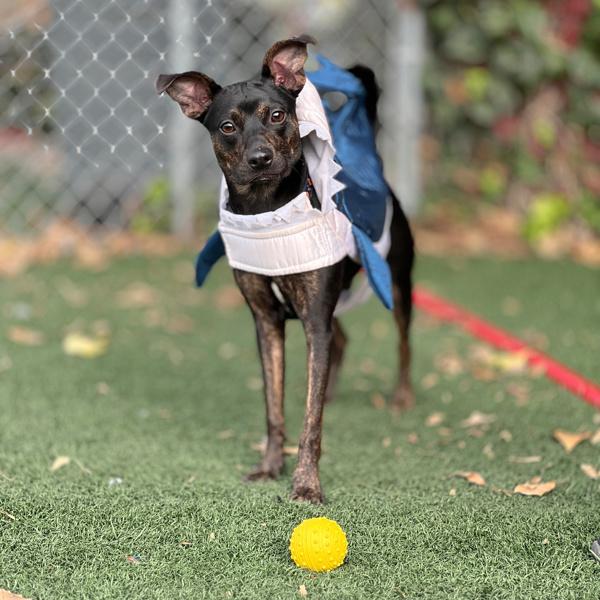 Lil Man, a Adoptable mixed breed in Vallejo, CA image 2/6