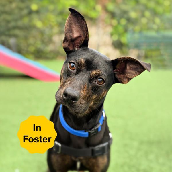 Enlarge Lil Man, a Adoptable mixed breed in Vallejo, CA image 6/6