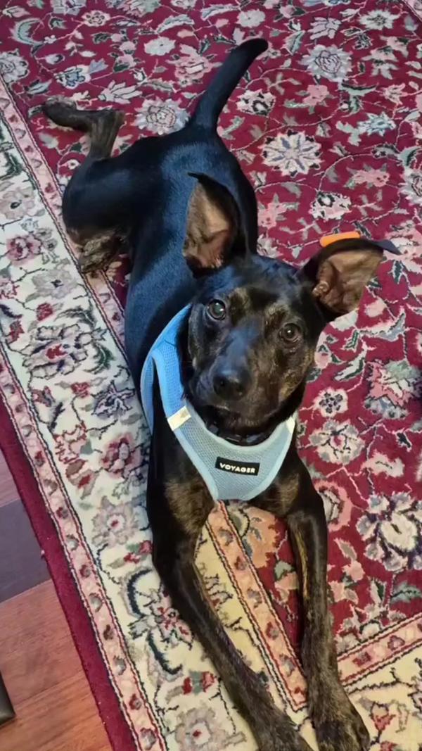 Lil Man, a Adoptable mixed breed in Vallejo, CA image 6/6