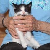 Mollie, Adoptable, Kitten Female Domestic Short Hair.