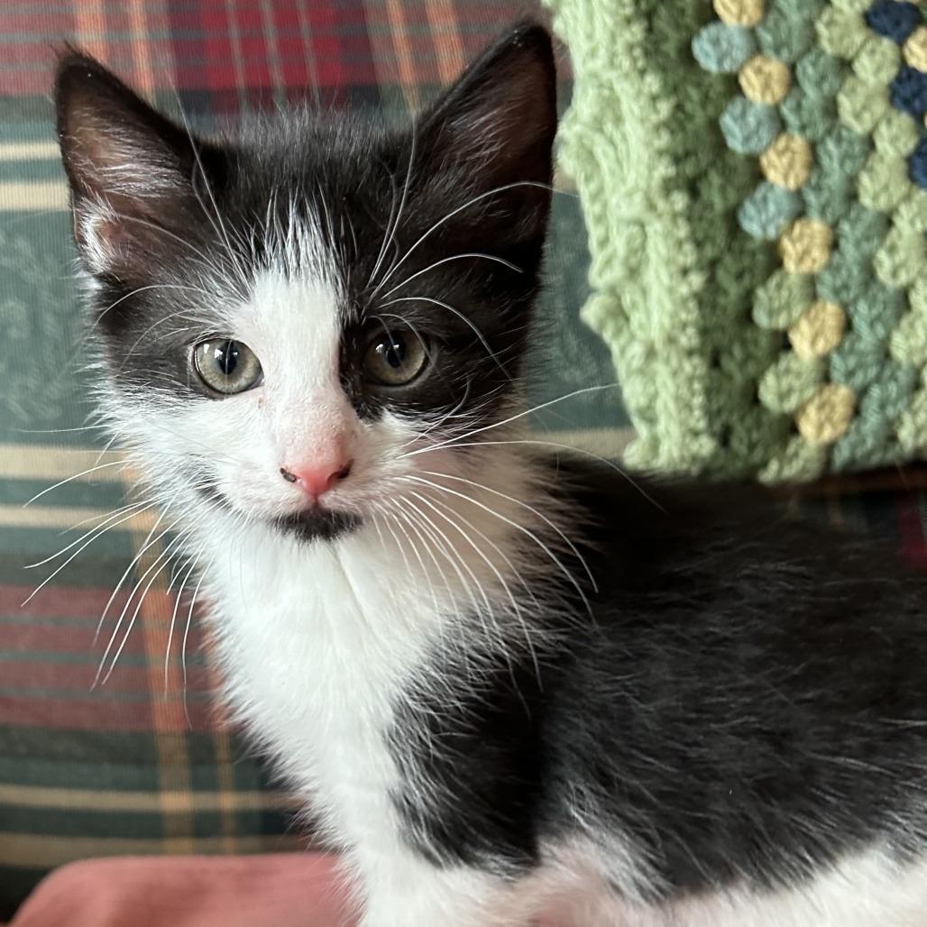 Enlarge Mollie, a Adoptable Domestic Short Hair in Winchester, VA image 2/2