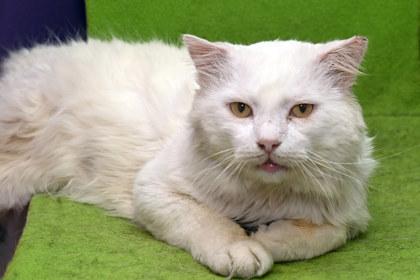 Enlarge Prince Charming, a Adoptable mixed breed in Baton Rouge, LA image 1/2