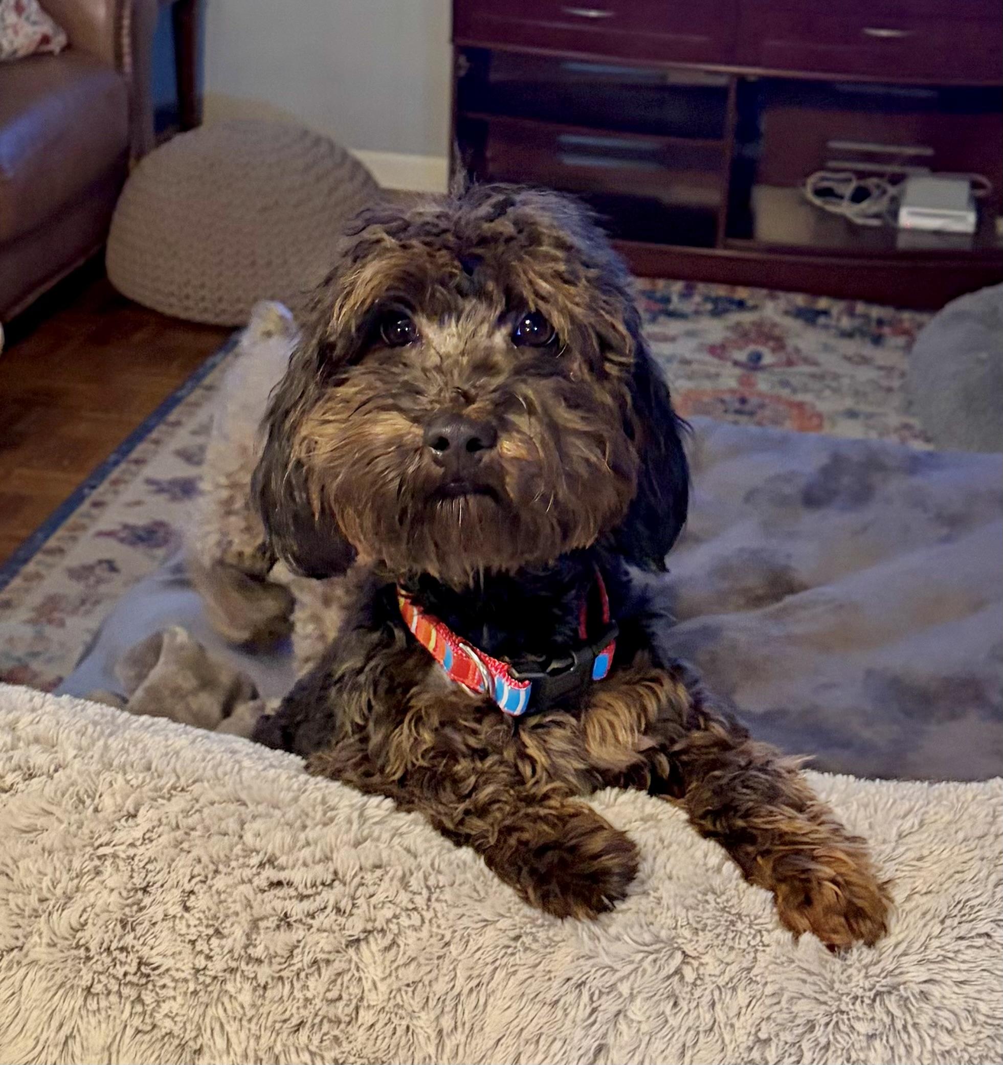Enlarge Bell, a Adoptable Aussiedoodle in Southaven , MS image 2/3