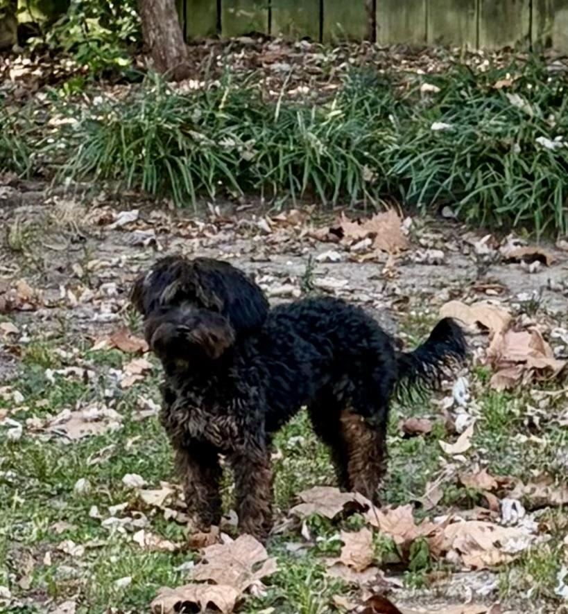 Enlarge Bell, a Adoptable Aussiedoodle in Southaven , MS image 3/3