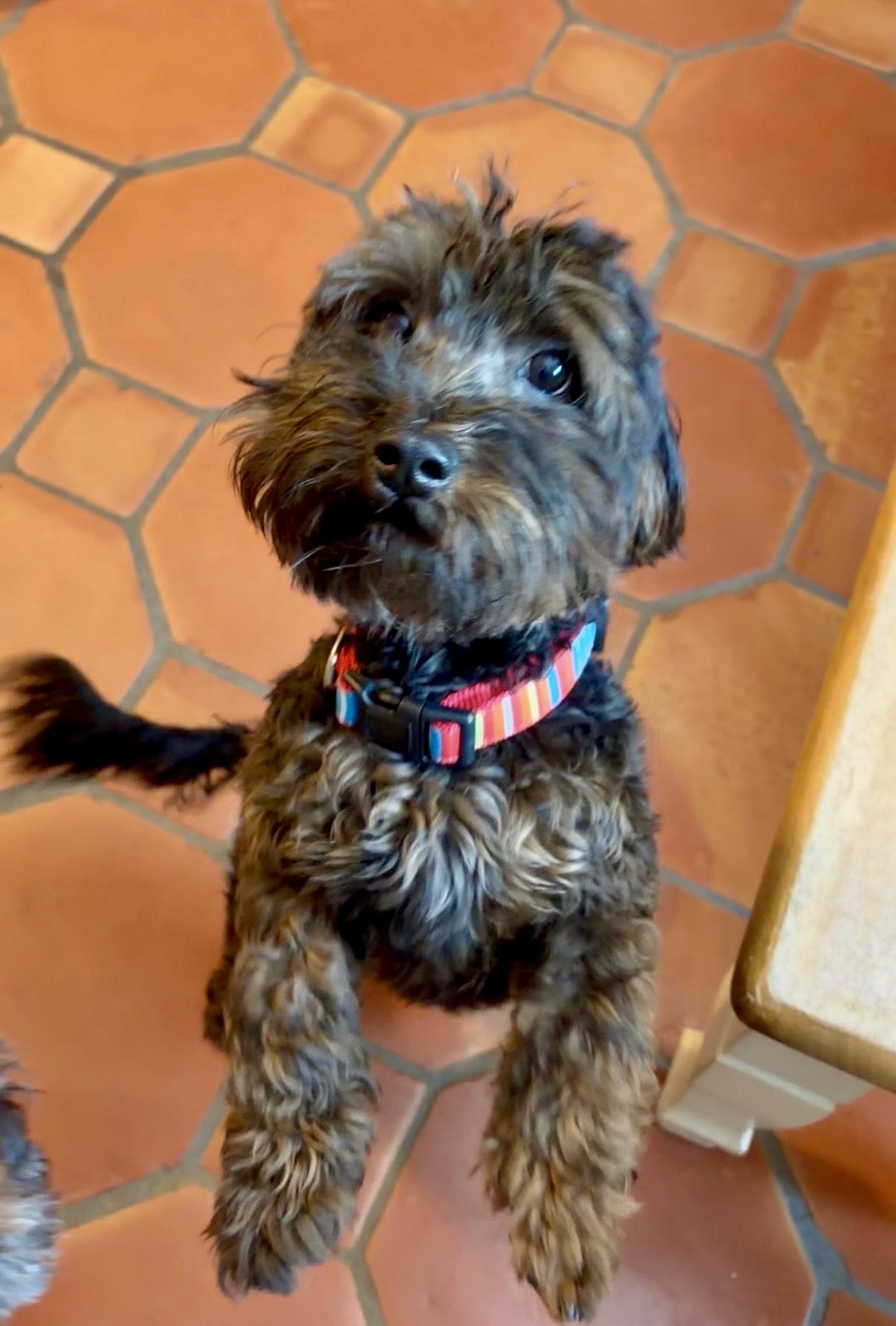 Enlarge Bell, a Adoptable Aussiedoodle in Southaven , MS image 1/3