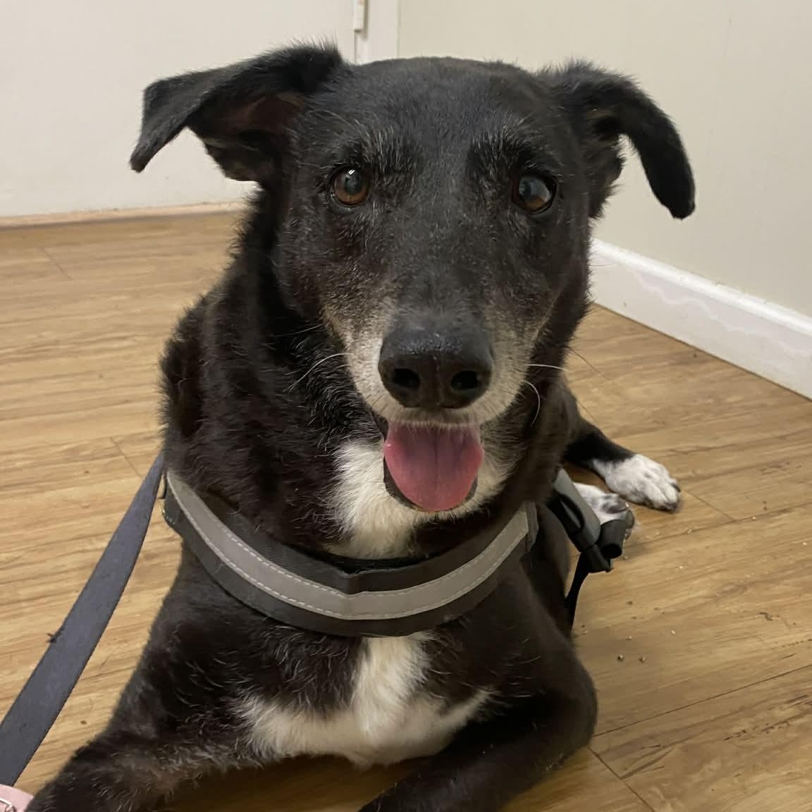 Enlarge ELVIS - Needs foster or adopter, a Adoptable mixed breed in Largo, FL image 1/6