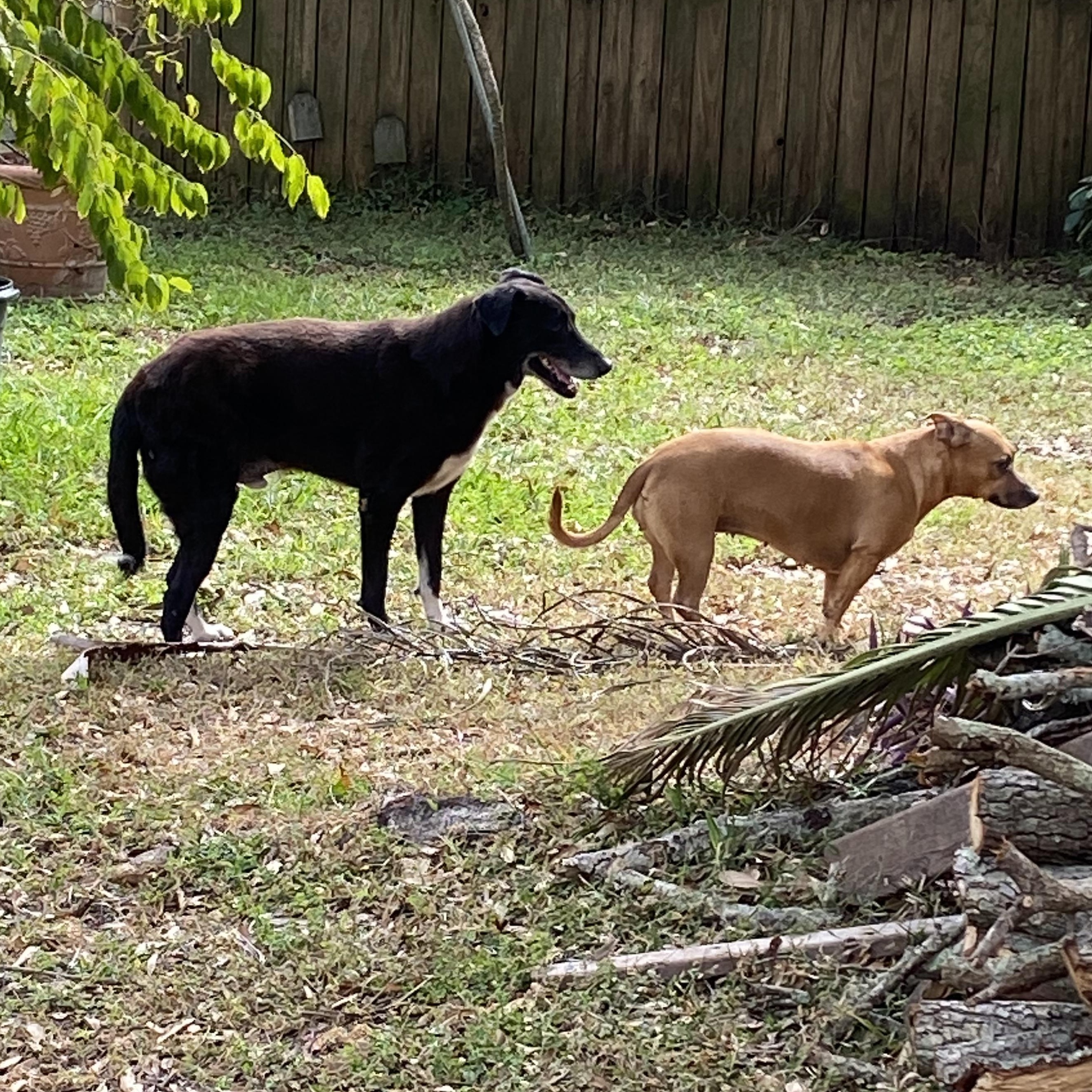 Enlarge ELVIS - Needs foster or adopter, a Adoptable mixed breed in Largo, FL image 5/6