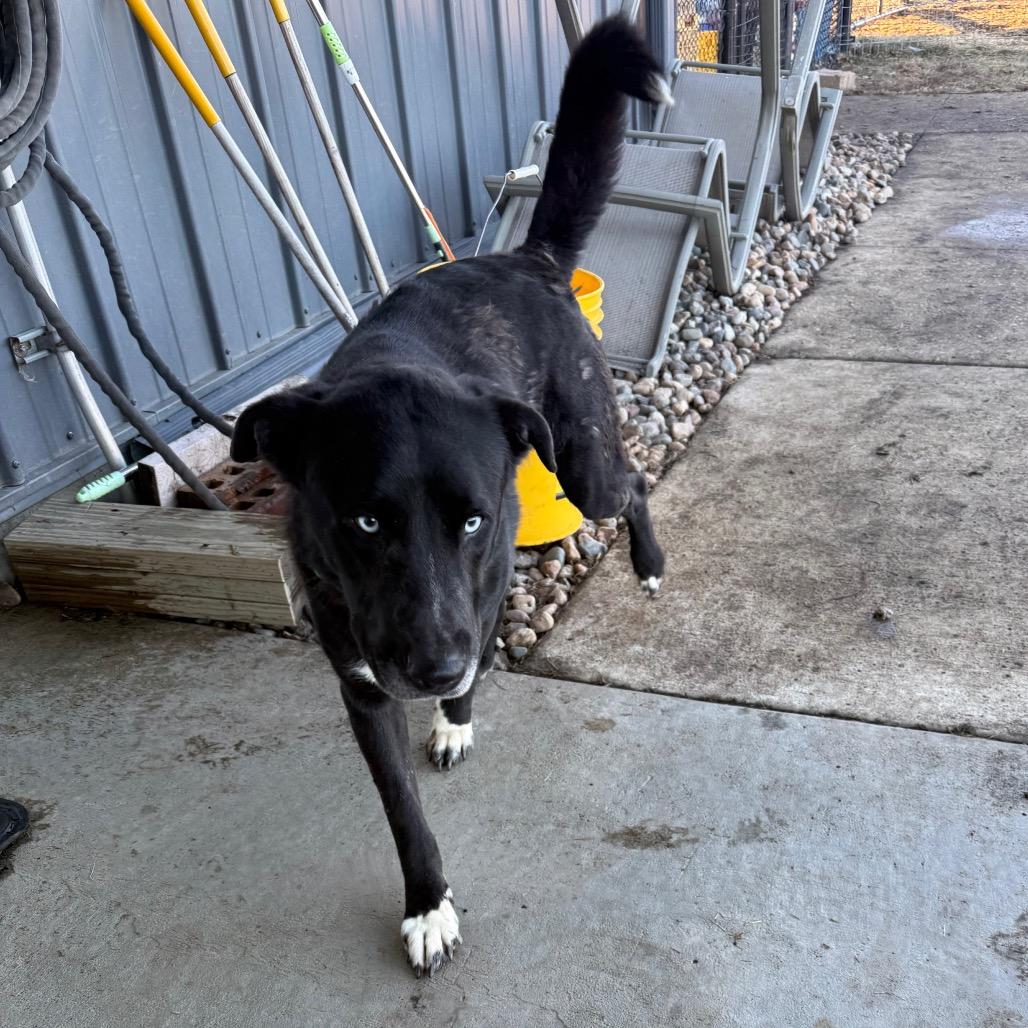 Blue, Adoptable, Adult Male Black Labrador Retriever.