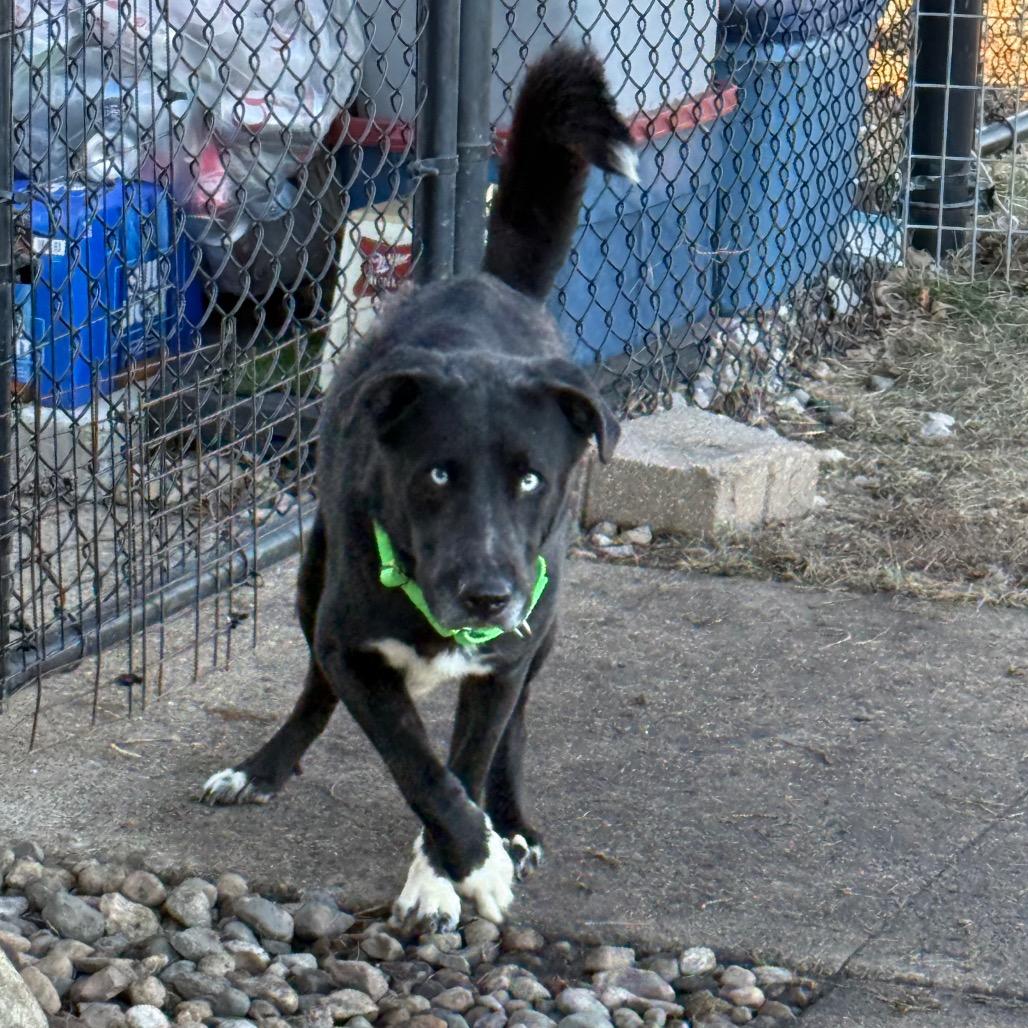 Blue, a Adoptable Black Labrador Retriever in Carroll, IA image 2/6