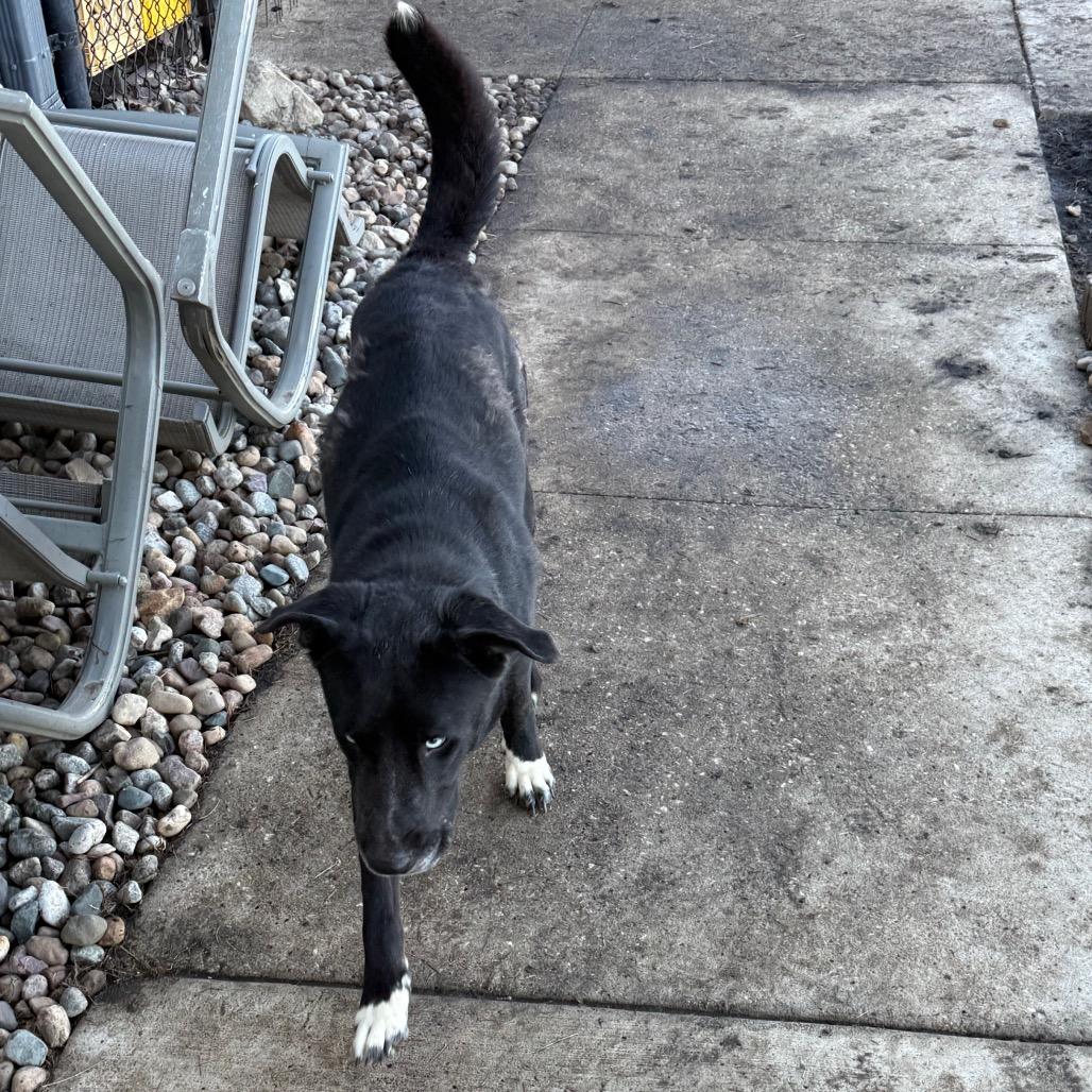 Blue, a Adoptable Black Labrador Retriever in Carroll, IA image 3/6