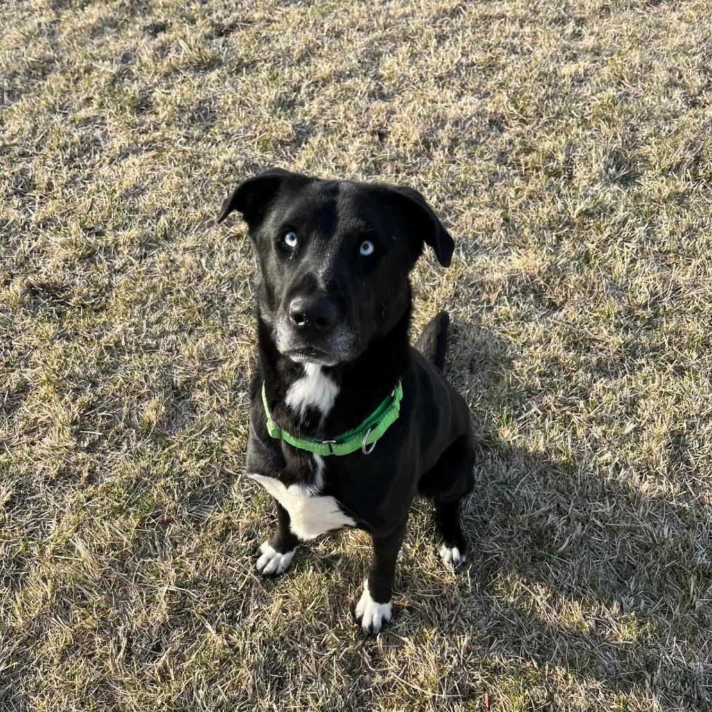 Blue, a Adoptable Black Labrador Retriever in Carroll, IA image 4/6