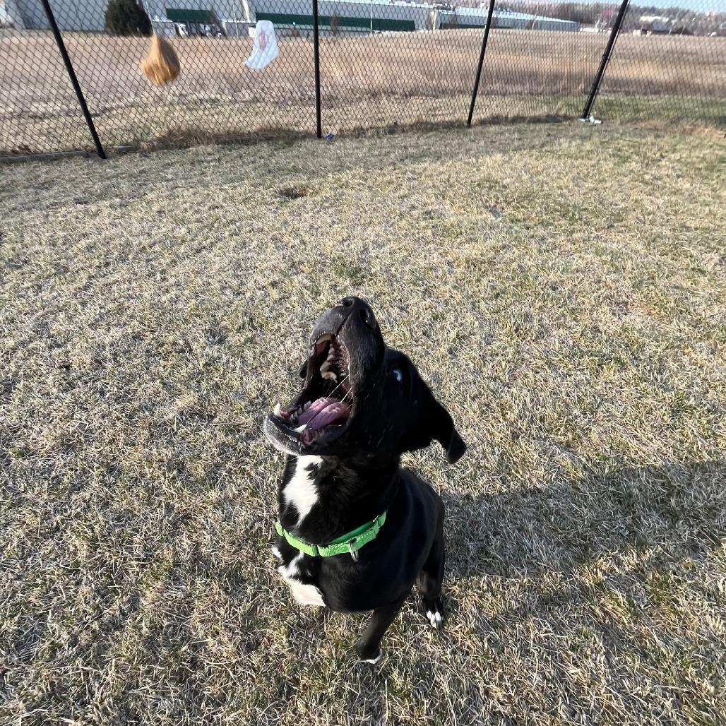 Blue, a Adoptable Black Labrador Retriever in Carroll, IA image 5/6