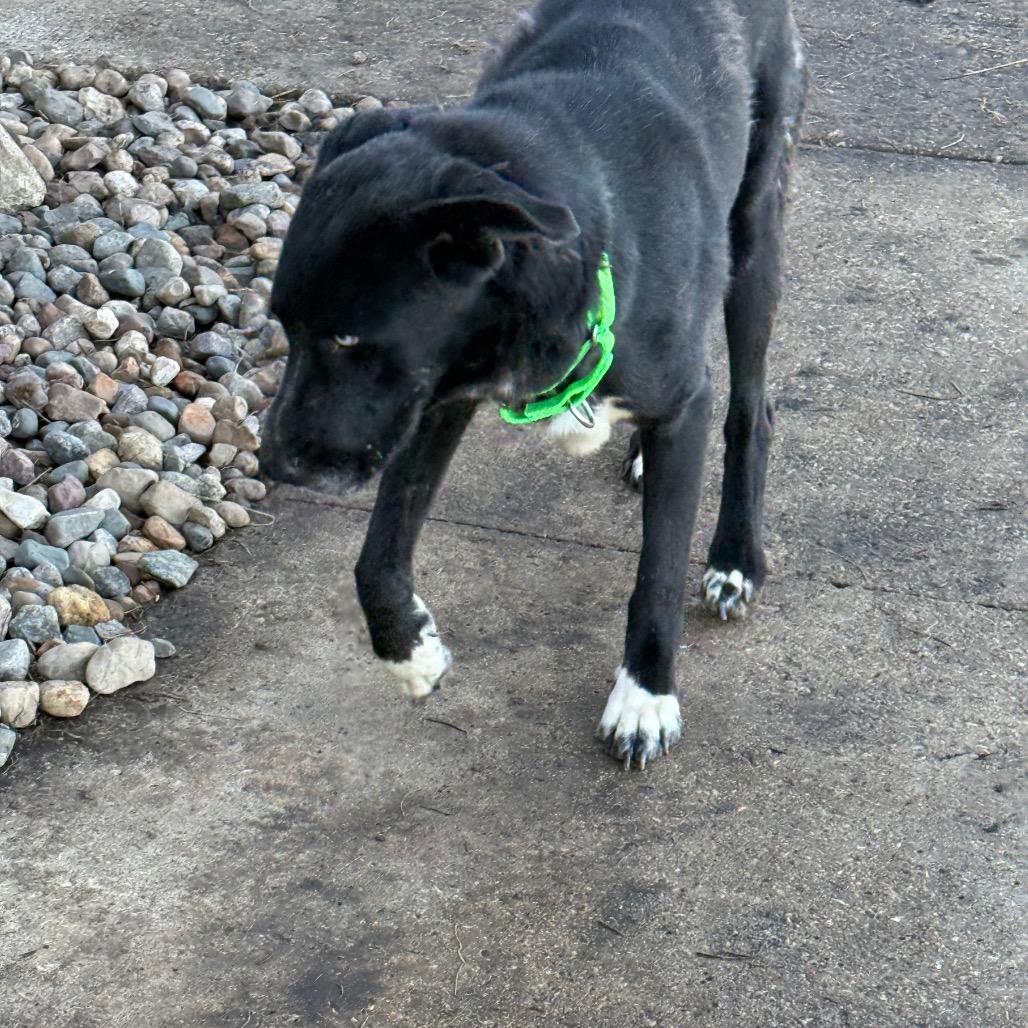 Blue, a Adoptable Black Labrador Retriever in Carroll, IA image 6/6