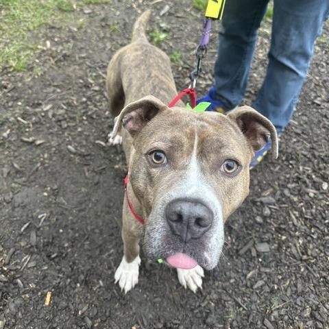 Draco Plato, Adoptable, Adult Male Mixed Breed.