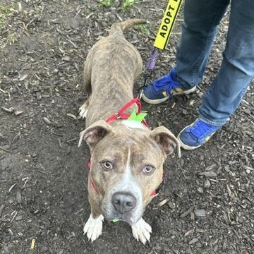 Enlarge Draco Plato, a Adoptable Mixed Breed in Philadelphia, PA image 2/5