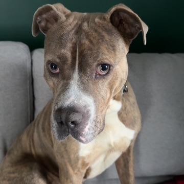 Enlarge Draco Plato, a Adoptable Mixed Breed in Philadelphia, PA image 4/5