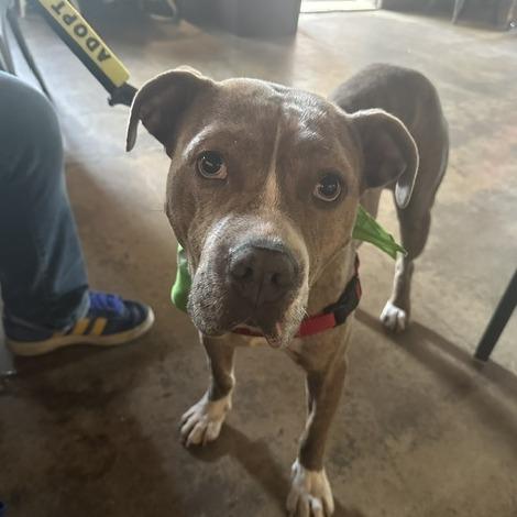 Enlarge Draco Plato, a Adoptable Mixed Breed in Philadelphia, PA image 5/5