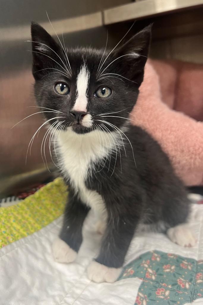 Boy Band / Zayn, Adoptable, Kitten Male Domestic Medium Hair.