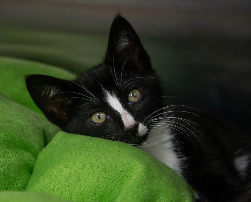 Enlarge Boy Band / Zayn, a Adoptable mixed breed in Greeneville, TN image 2/2