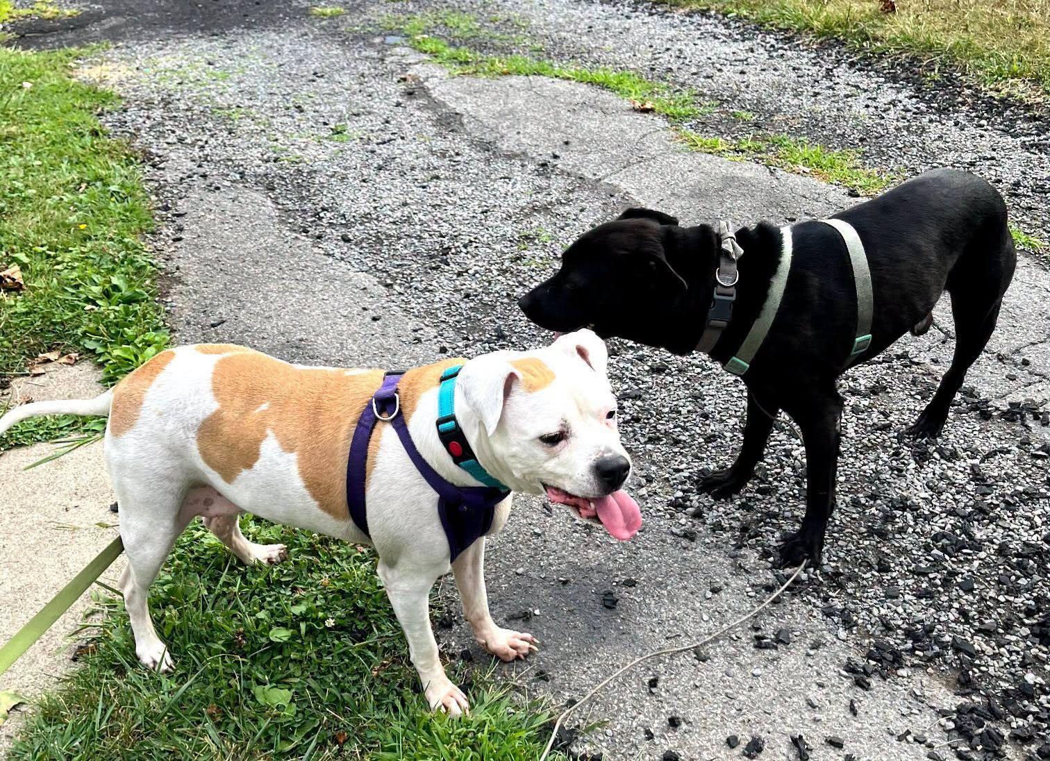 Enlarge Dolly, a Adopted mixed breed in Milford, PA image 6/6