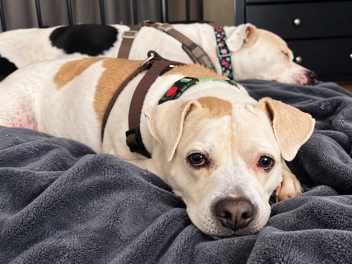 Dolly, Adopted, Adult Female American Bulldog & Pit Bull Terrier.