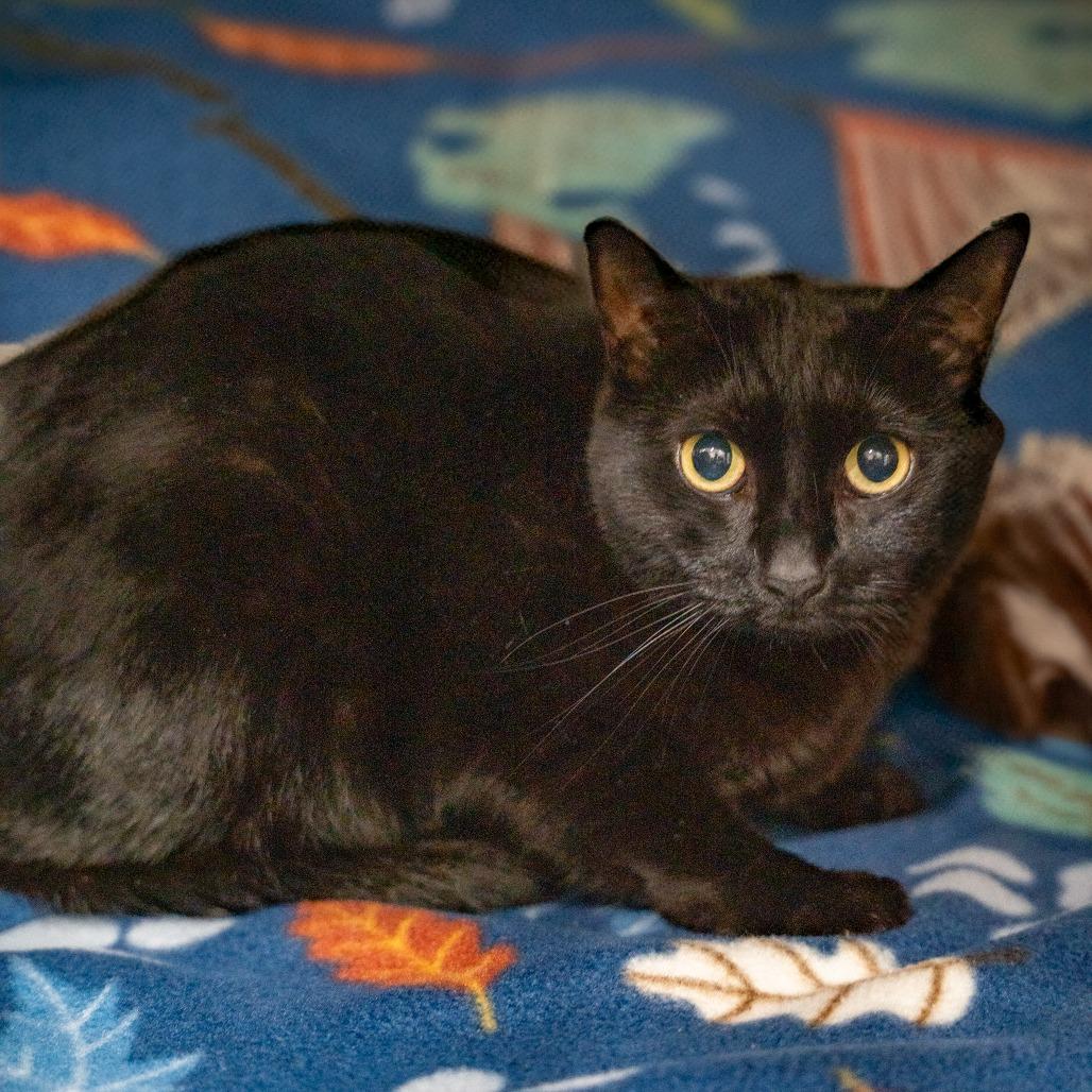 Enlarge Natasha, a Adoptable Domestic Short Hair in Gainesville, GA image 1/1